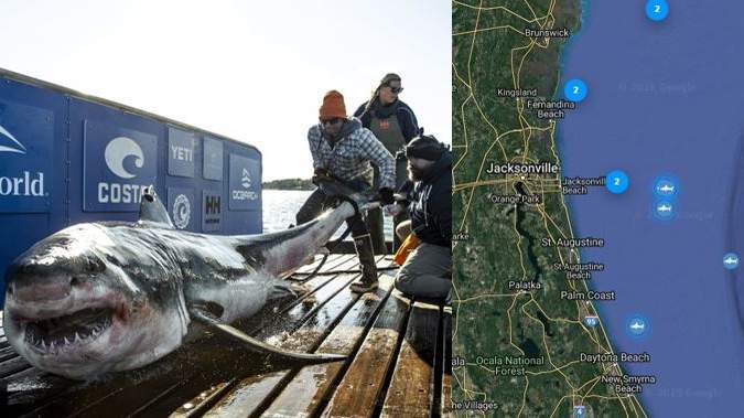 12-foot-long great white shark named ’Ironbound’ joins others off coast of Jacksonville