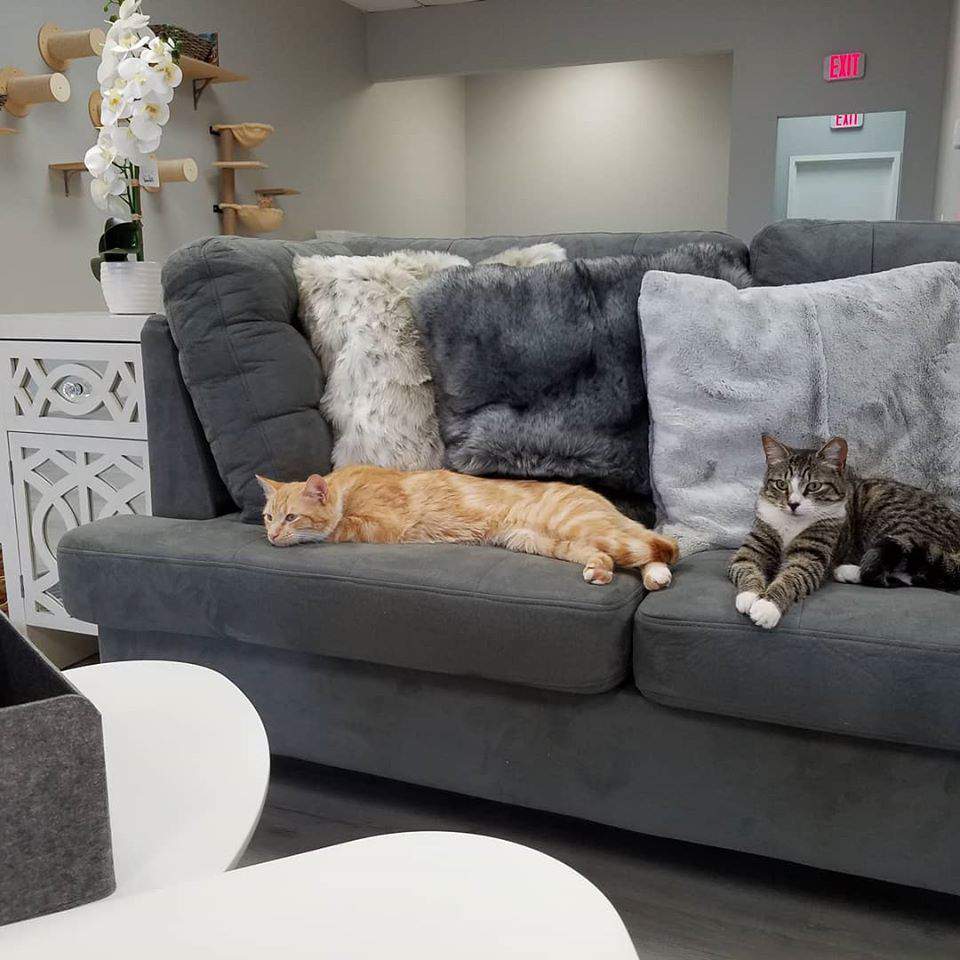  Frisky Cat  Cafe   opens in St  Augustine 