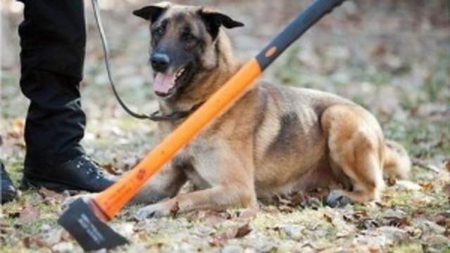 Some Police Dogs In England Now Receive Pensions