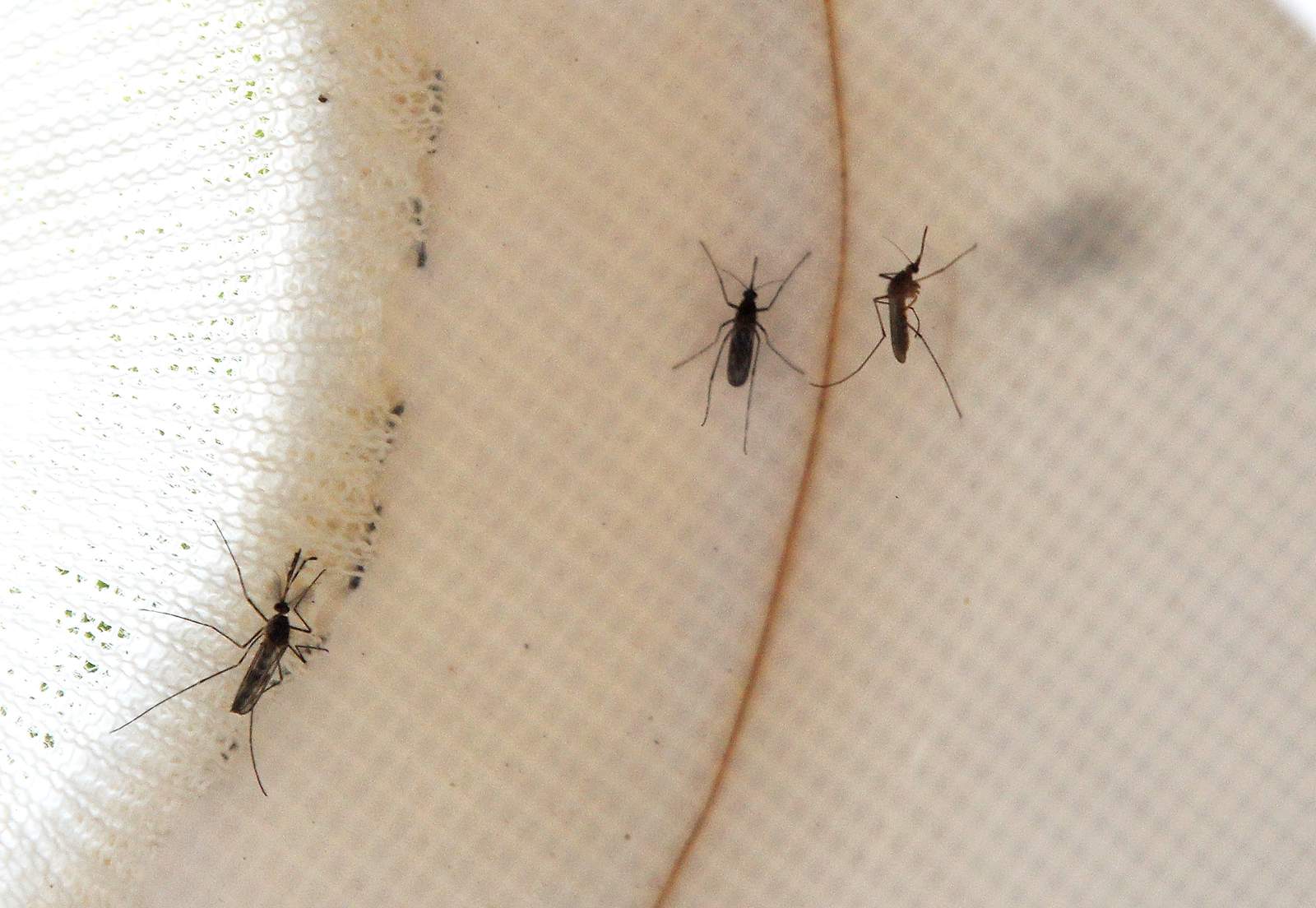 West Nile virus confirmed in Duval County