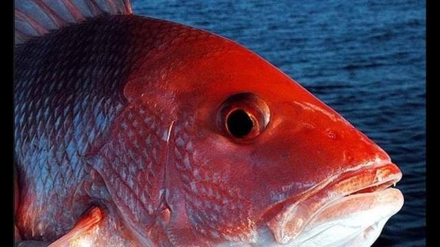 Possible three day red snapper season in the Atlantic this year