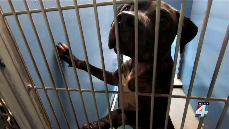 Free adoption weekend helps relieve overwhelmed animal shelter