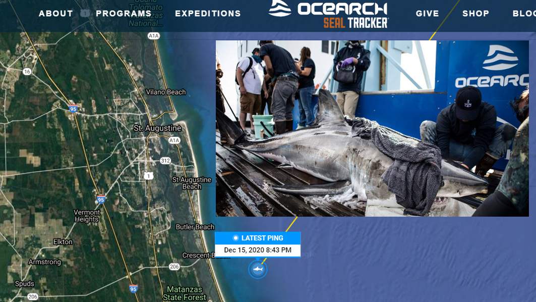 10-foot great white shark pings off Crescent Beach