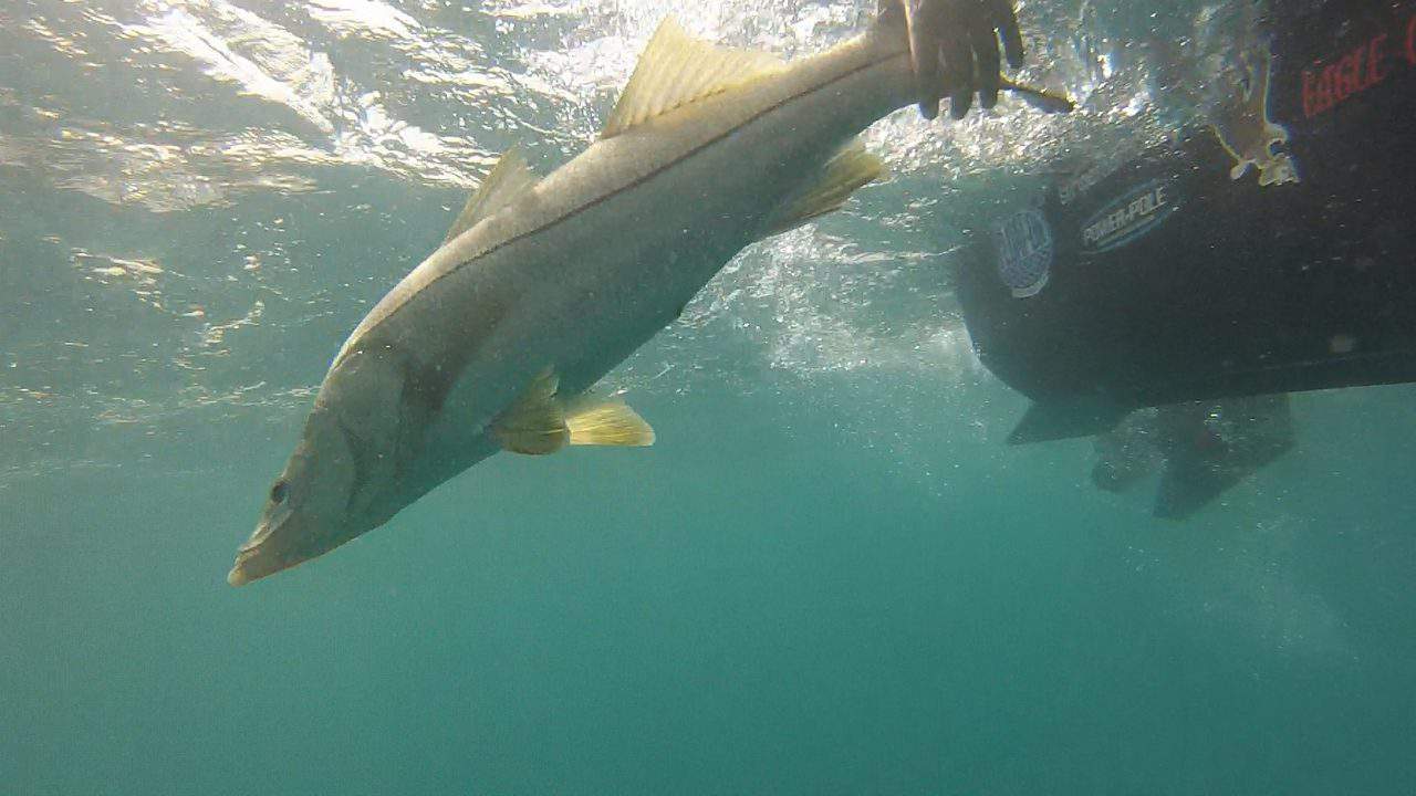 Snook fishing reopens for some areas February 1st
