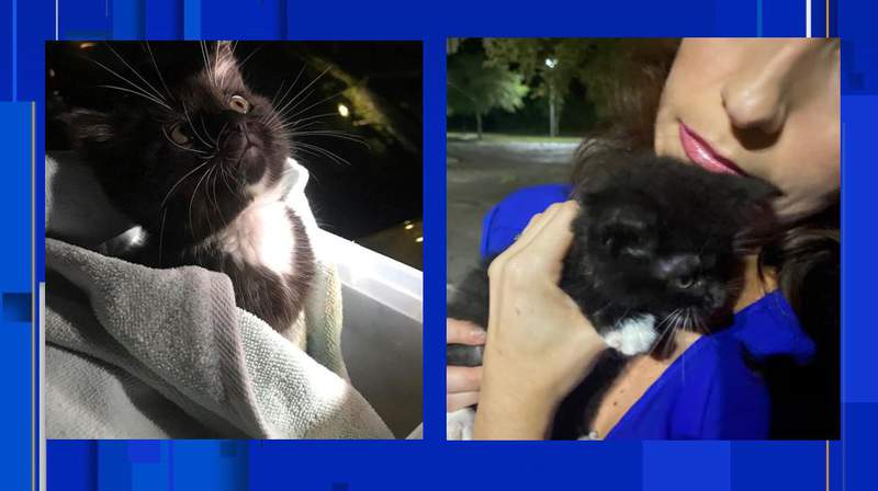 News4Jax crew rescues kitten from debris after Elsa tears through Jacksonville