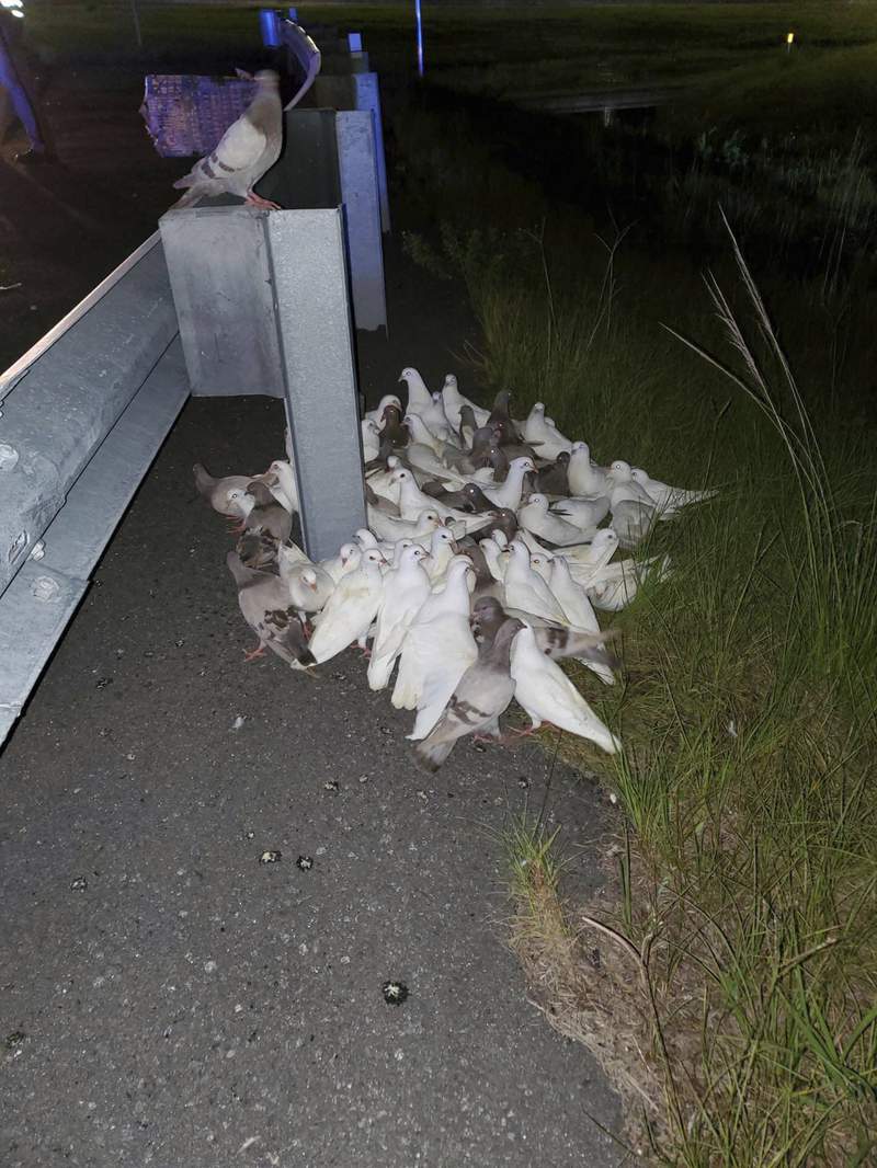 'Homing pigeons that can't find their home' block I-95 exit