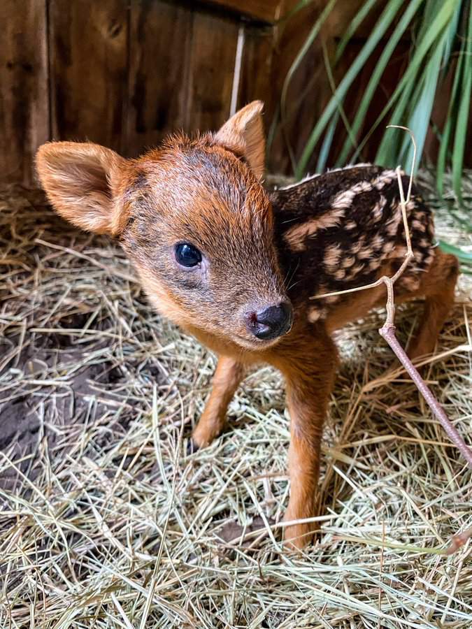 Jacksonville Zoo welcomes adorable new resident