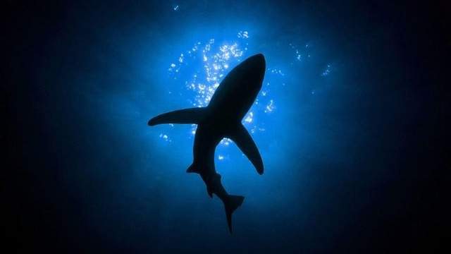 Shark attacks drop around world during coronavirus lockdown