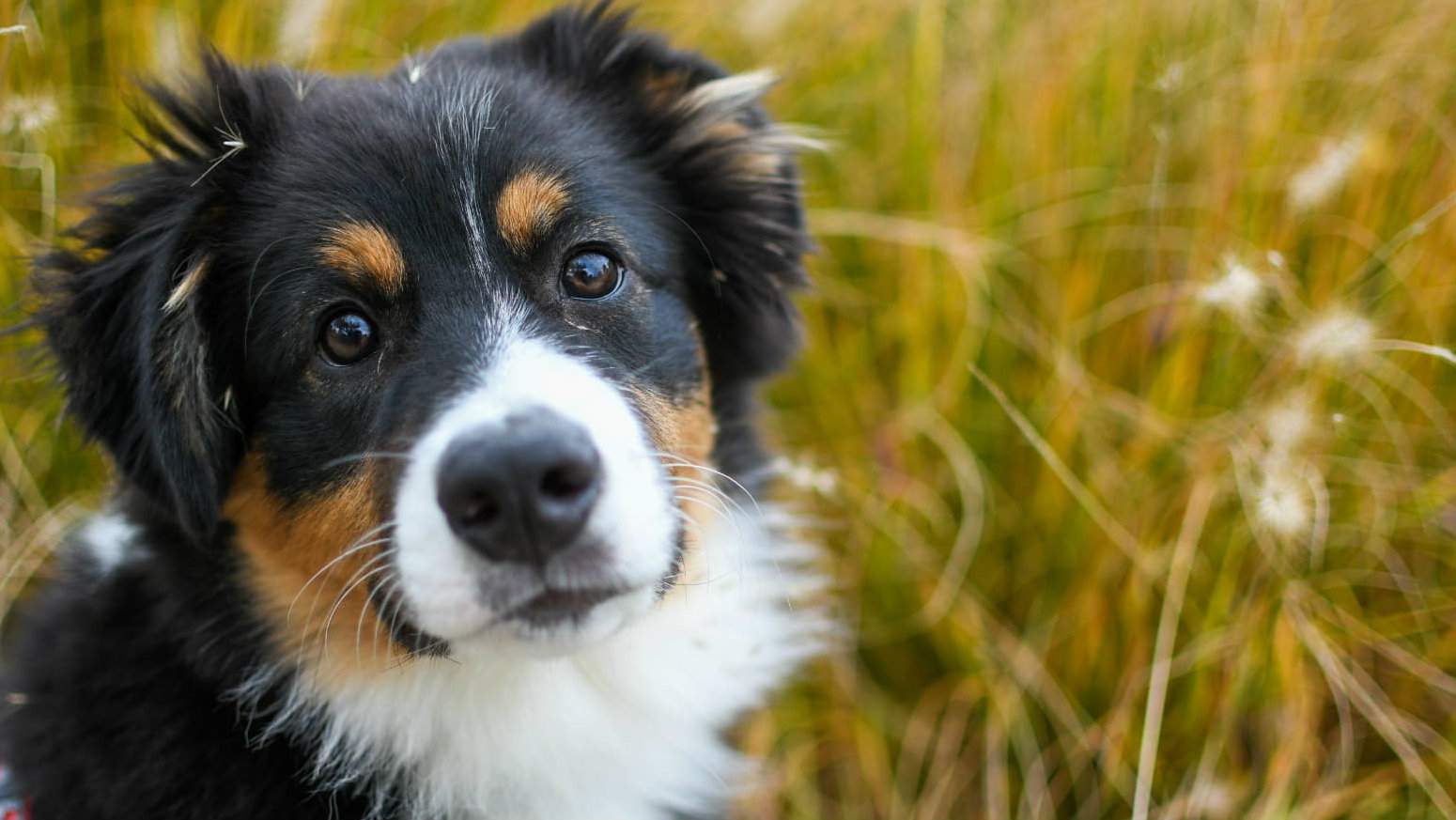 Wanted: 10,000 dogs for the largest-ever study on aging in canines