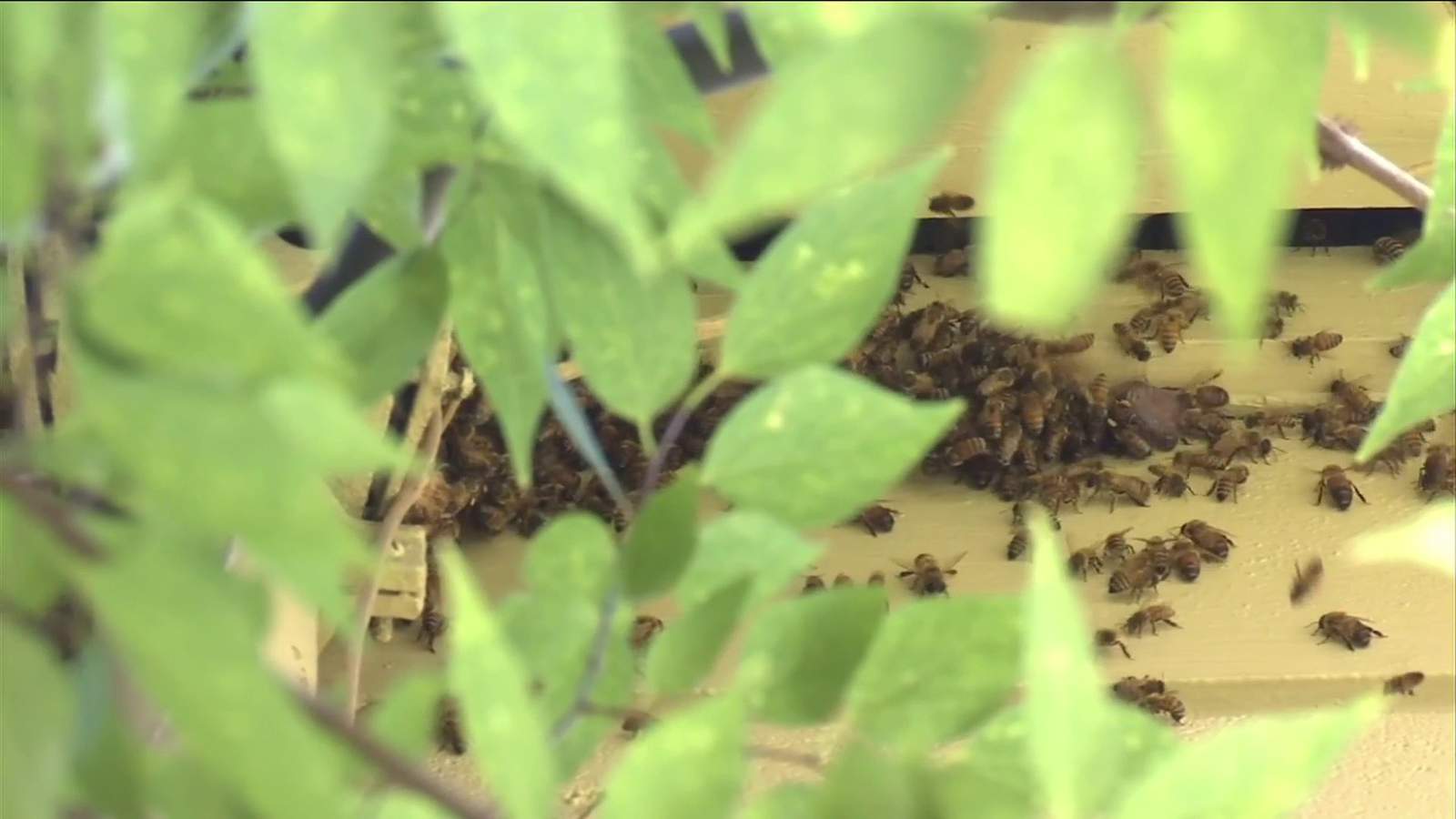 City steps in to help Jacksonville family hoping to rid apartment of bees