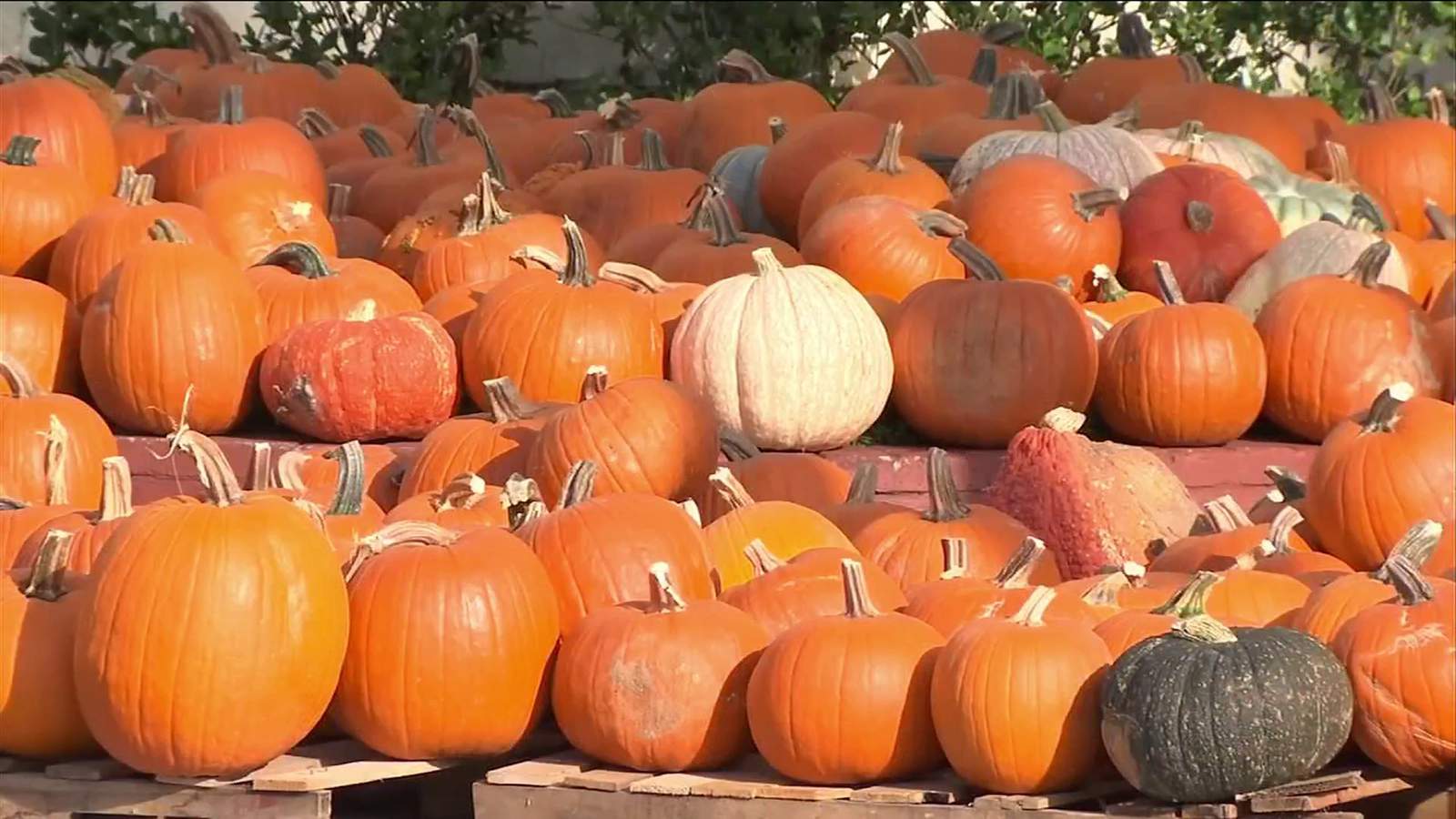 Annual pumpkin patch opens in St. Augustine after trucking shortage causes delay