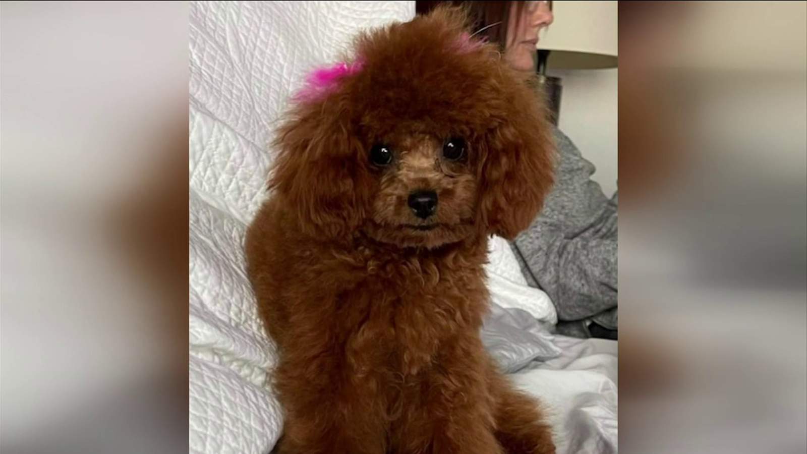 Food delivery driver accused of stealing teacup poodle puppy from Jacksonville Beach condo