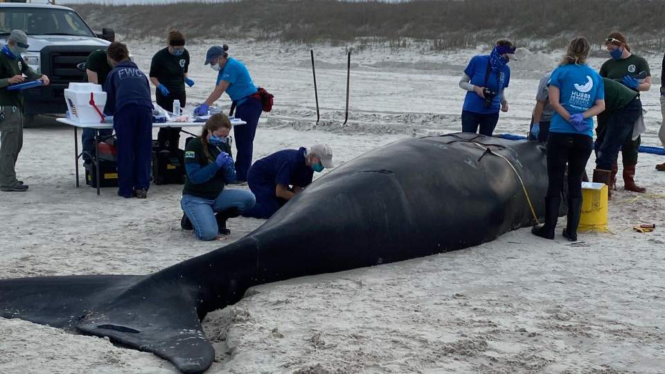Right whale calf fatally struck by boat washes up on Anastasia Island