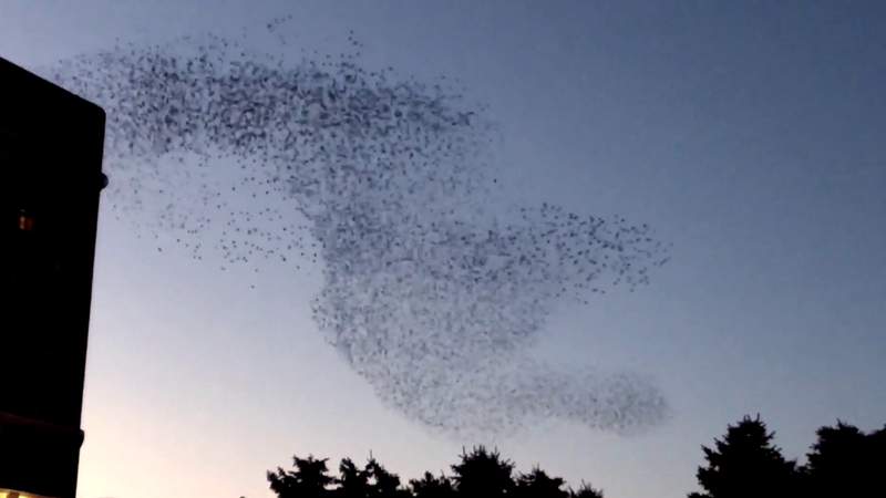 Bird migration starts with some unruly starlings
