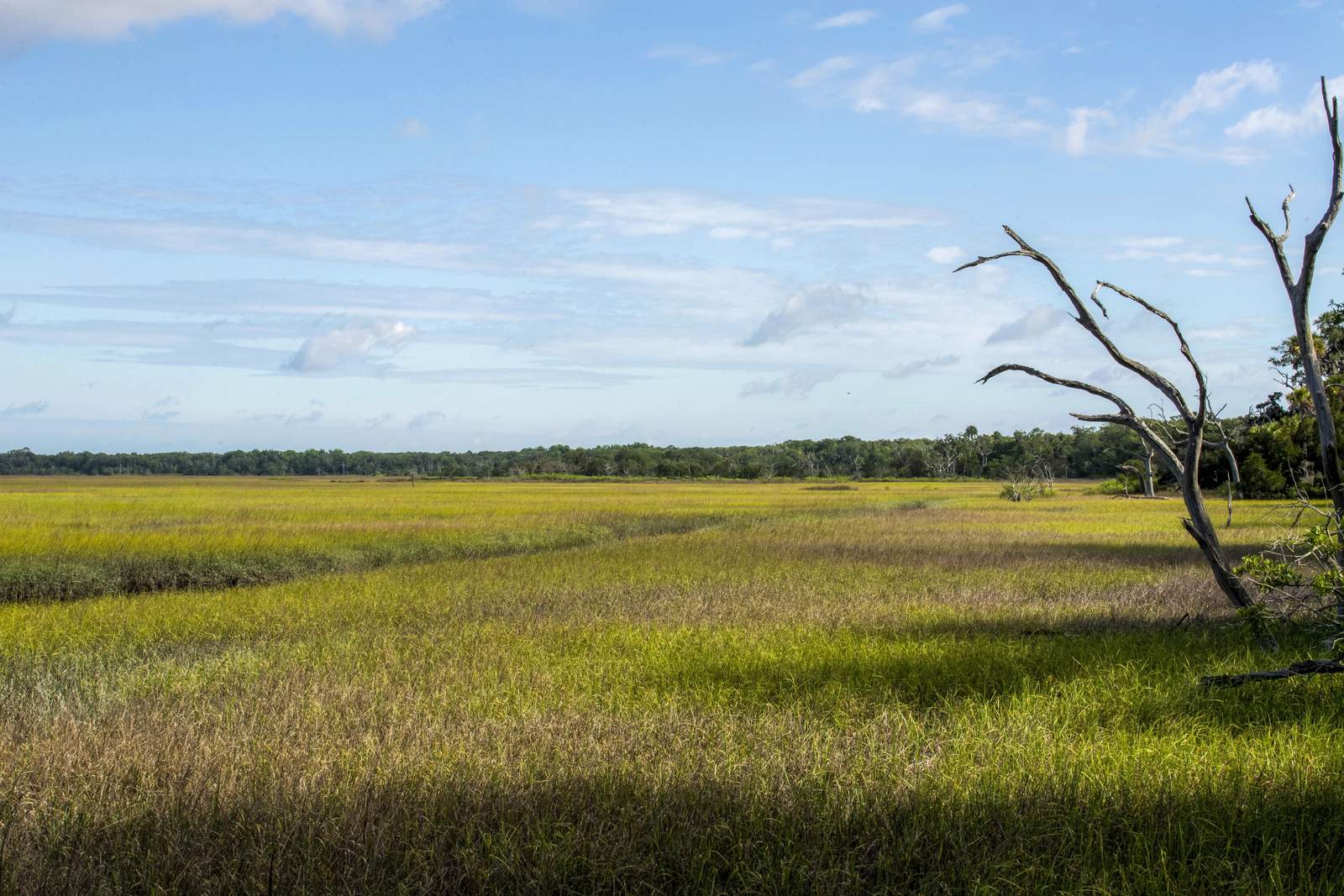 Land trust gets $100K match for campaign to preserve lands on Amelia Island