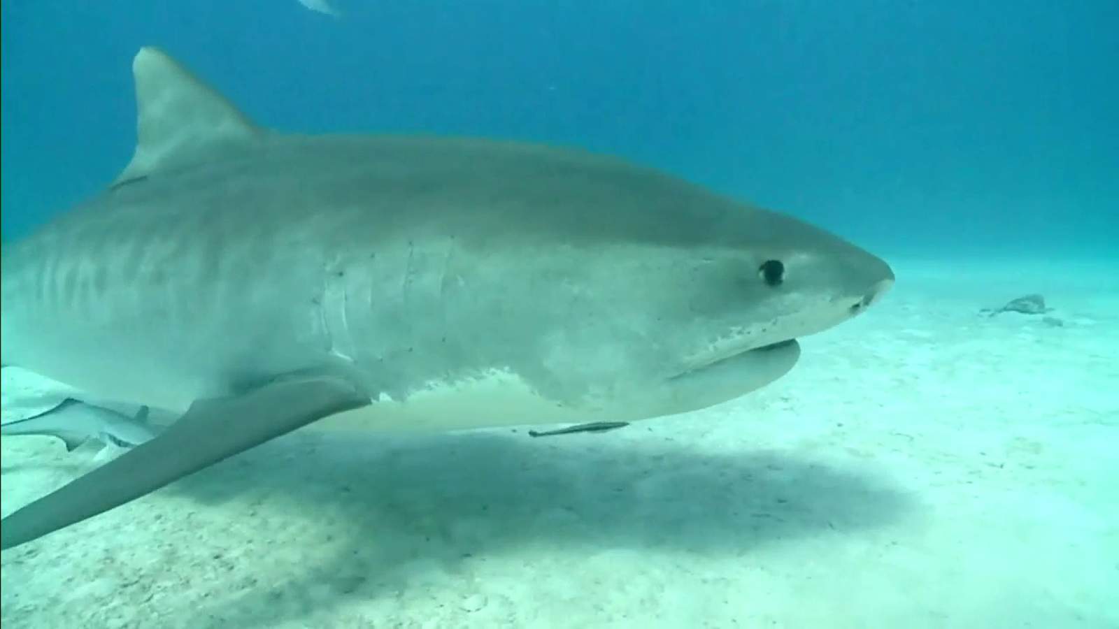 Few shark attacks in 2020, but fatalities spikes