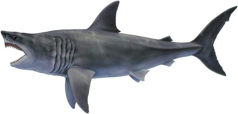 Extinct megalodon shark may have been up to 65-feet long, new estimates find