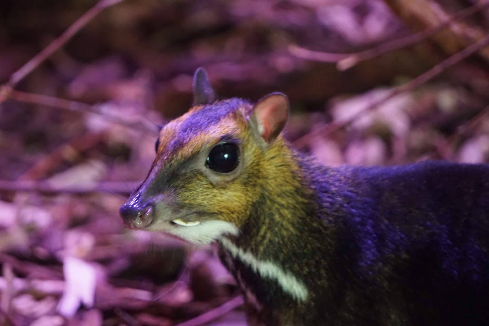 Polish zoo captures rare mouse-deer birth on video