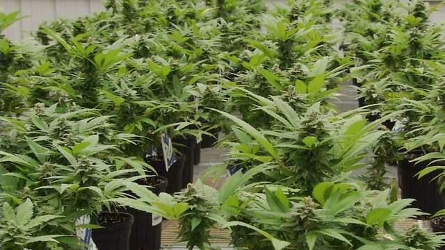 Florida Supreme Court takes another look at high-stakes marijuana case