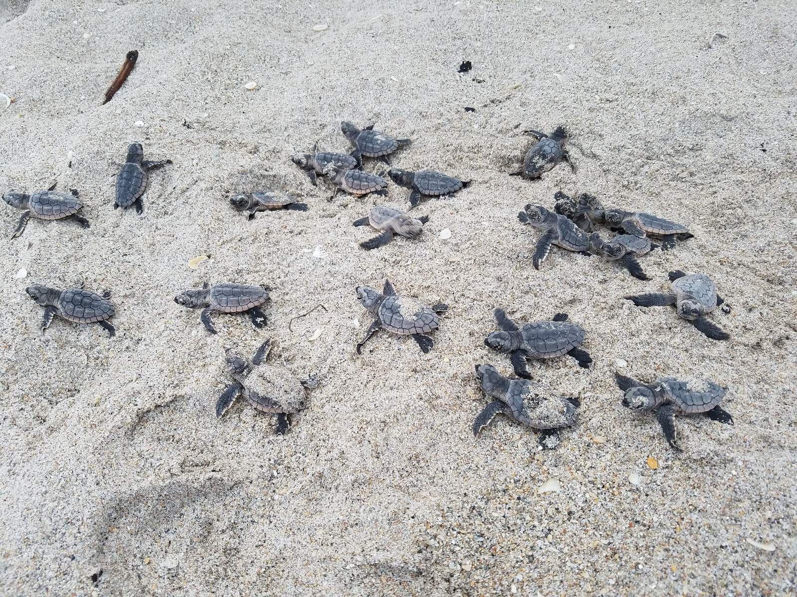 Florida wildlife crews want you to help sea turtles survive: Heres how