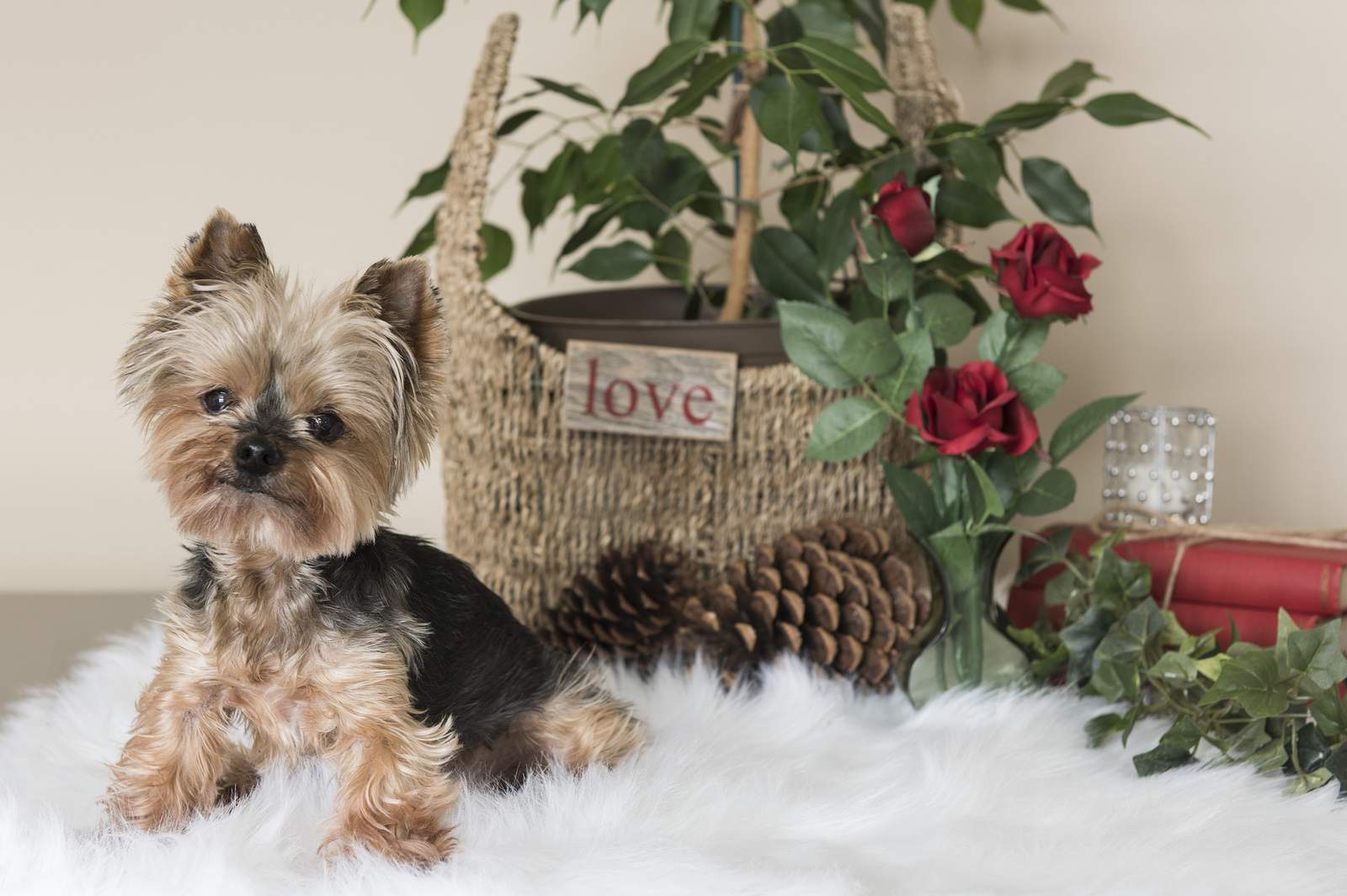 Health Alert: Avoid these Valentine’s dangers for your pets