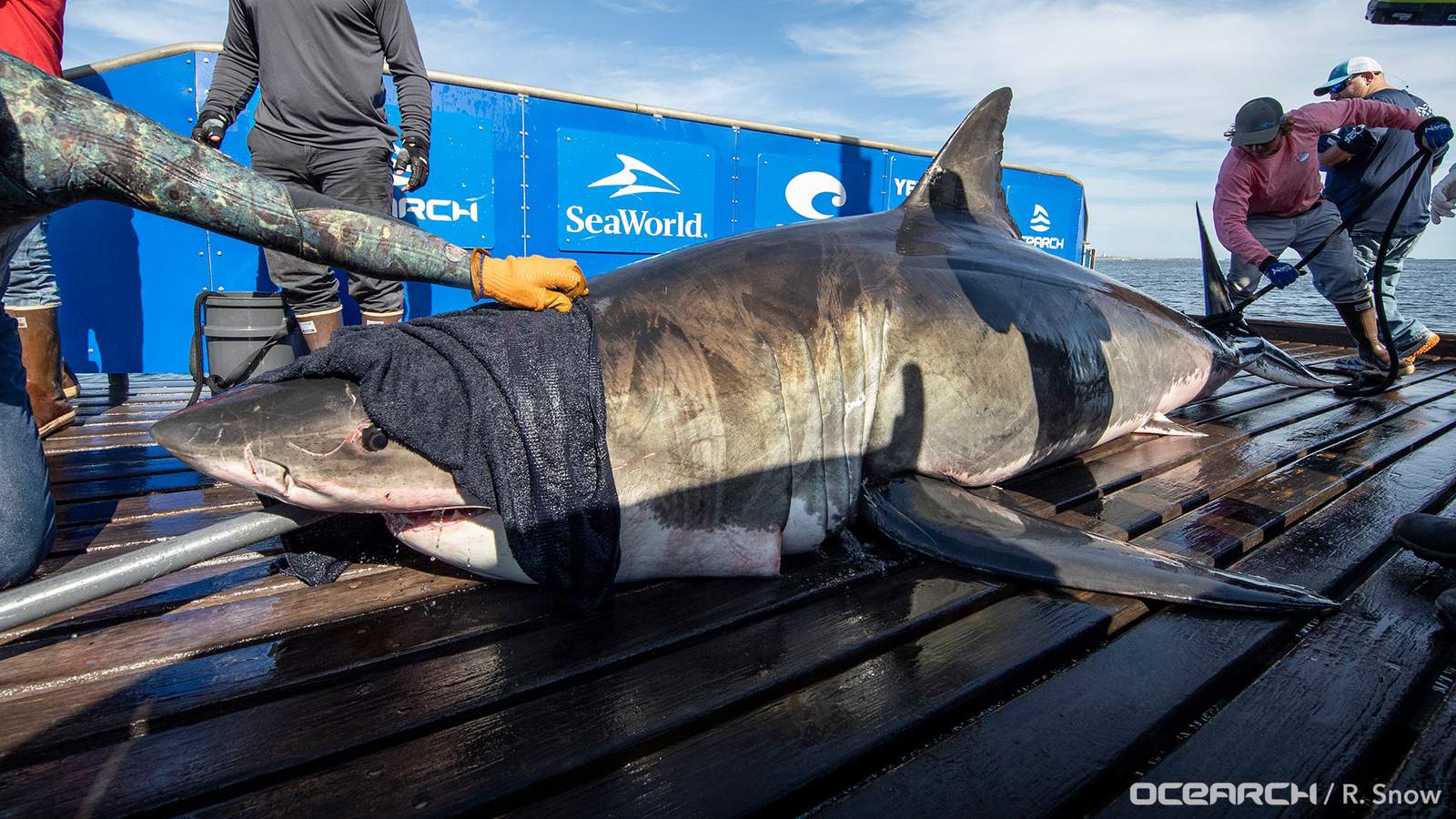 2,000-pound great white shark pings off Florida’s Gulf Coast