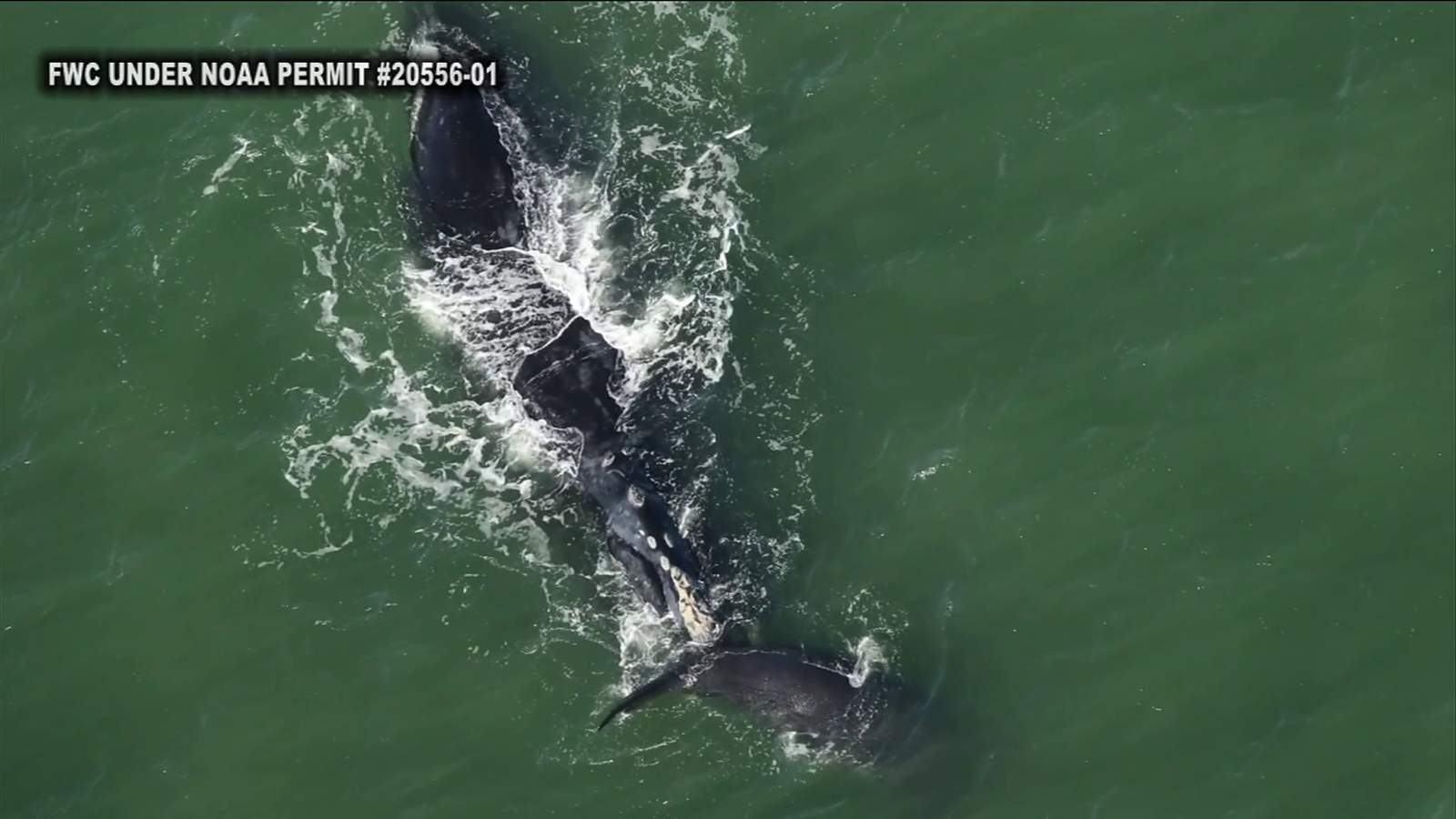 Right whale spotted off Northeast Florida coast is 16th this season