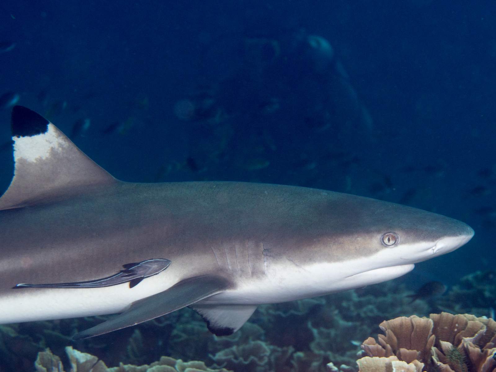 Florida continues to be shark bite capital of the world with 21 attacks in 2019