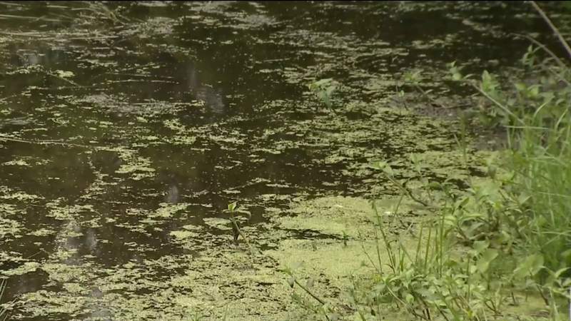 Health officials warn of blue-green algae at 4 more sites in Jacksonville
