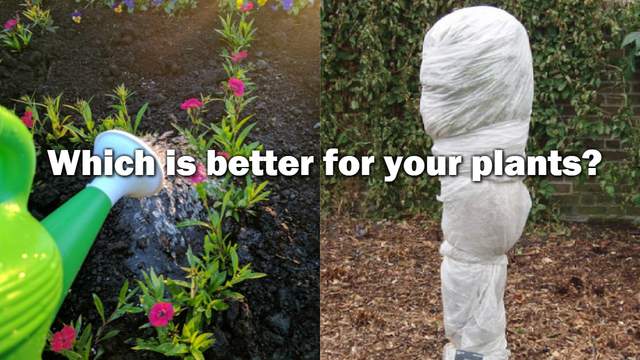 Late Season Frost Tonight