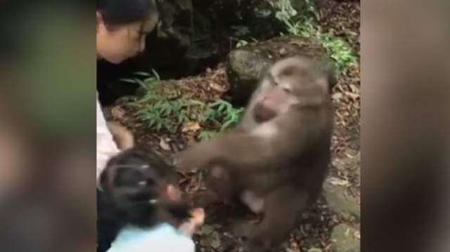 Monkey Punches Girl Sends Her Flying After Dangling Food In Its Face