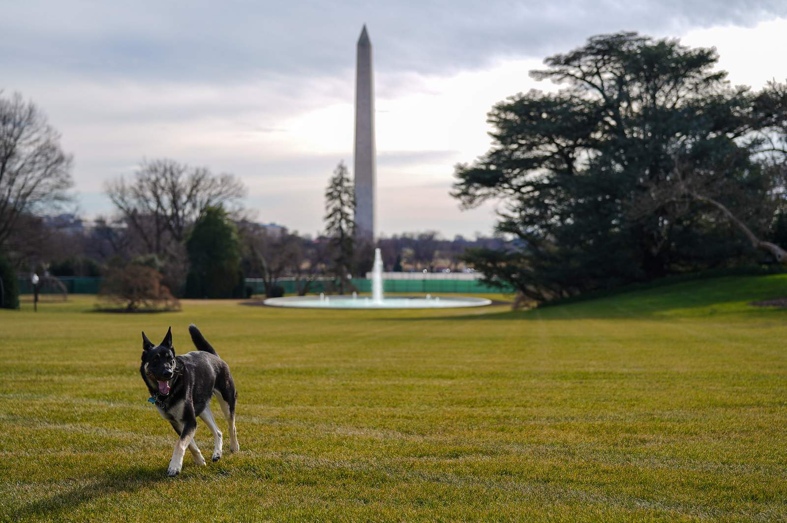 First dogs Champ & Major Biden move into White House