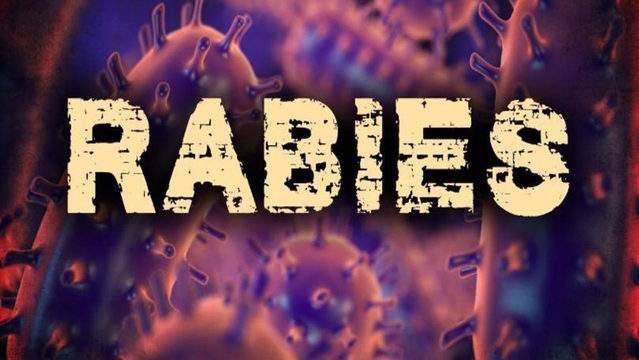 Rabies alert issued for area of northwest St. Johns County
