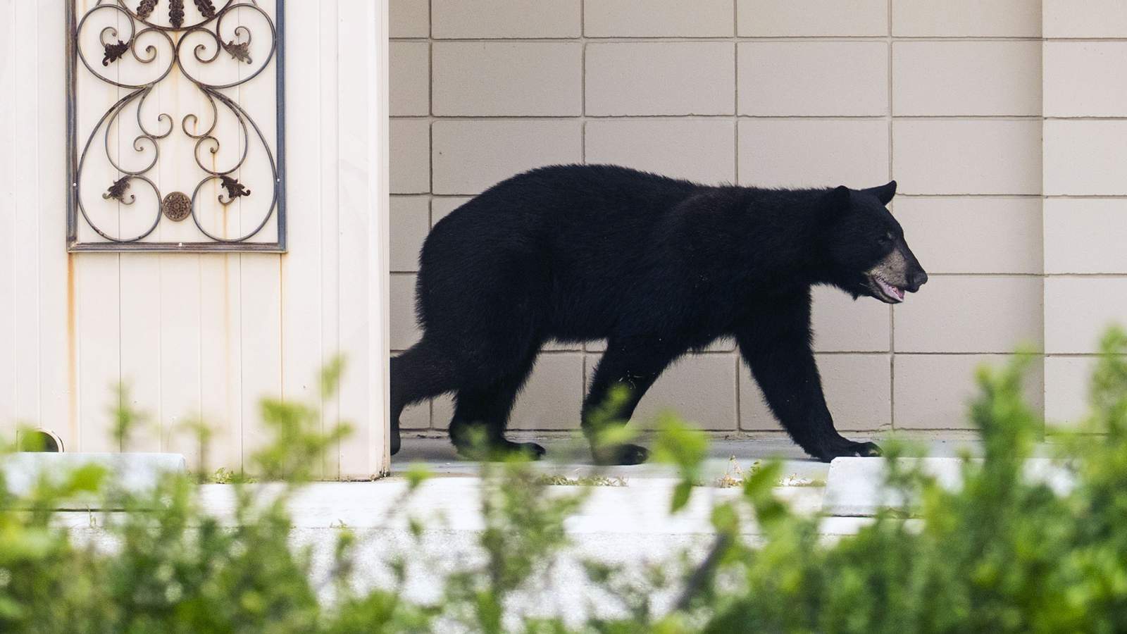Police issue BOLO for bear in Northwest Jacksonville