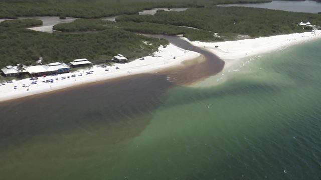 Red tide limits harvesting at aquatic farms in Tampa Bay