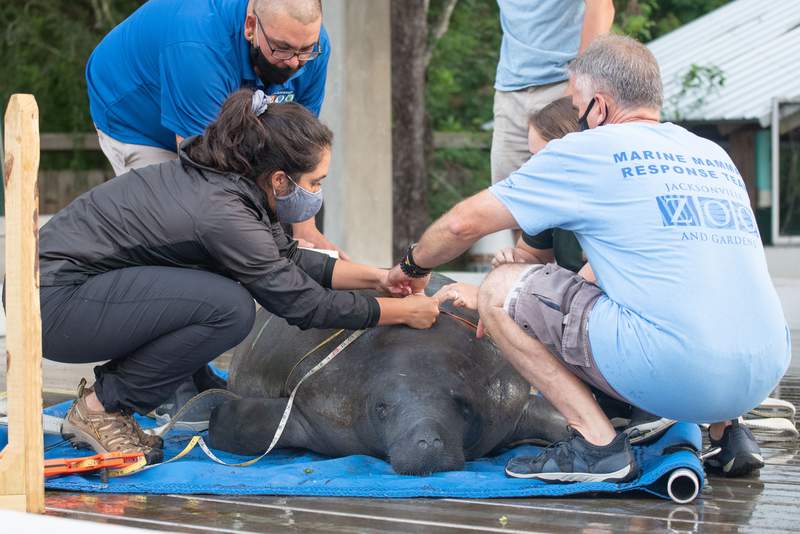 Manatee returns to Salt Springs after rehabilitation at Jacksonville Zoo and Gardens