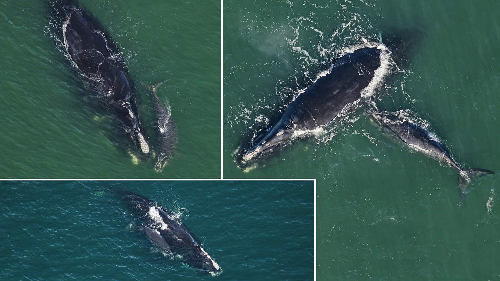 Endangered right whale calving season is now underway