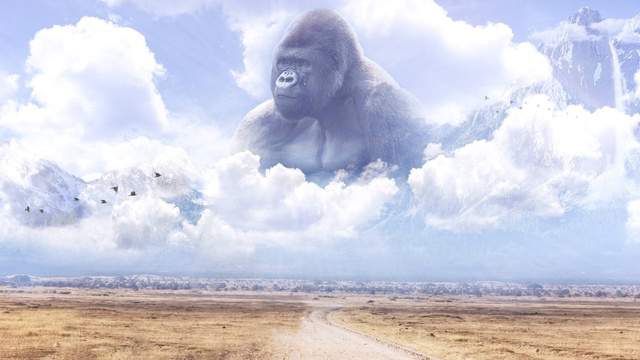 Remembering Harambe A Year Later Twitter Users Fondly Recall Great Ape