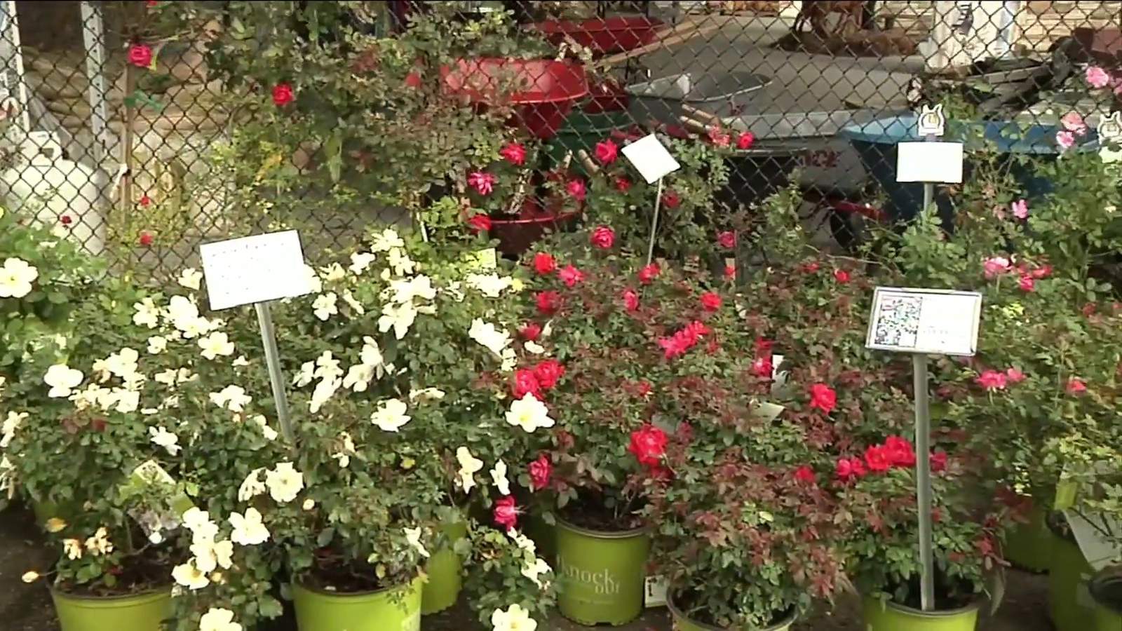 As warm weather arrives in January, here are some gardening tips