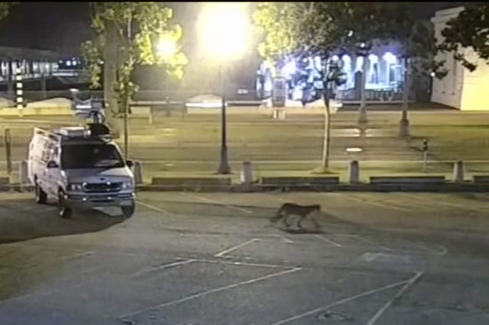 Roaming mountain lion caught in downtown San Francisco