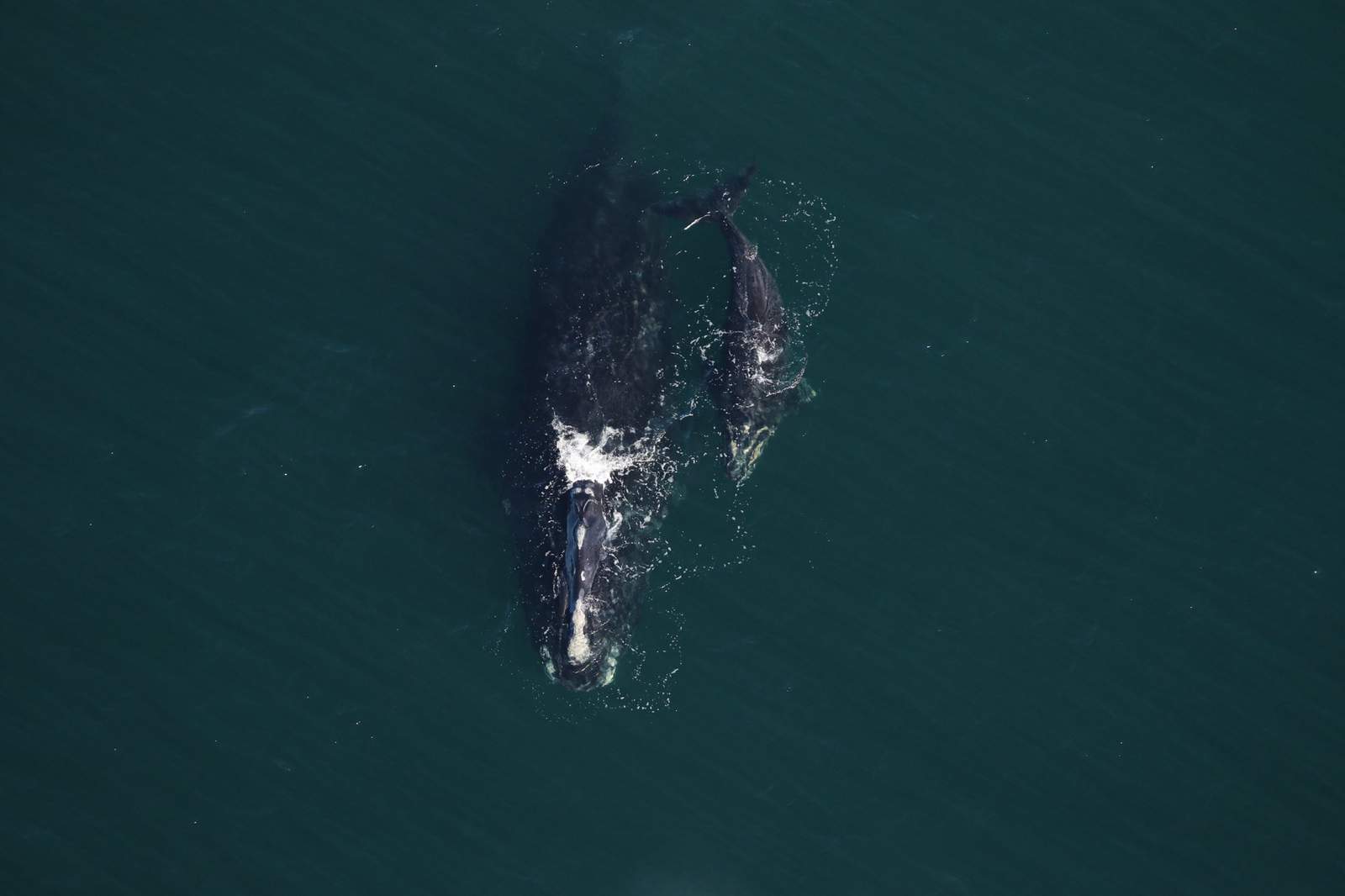 New right whale spotted off Georgia coast