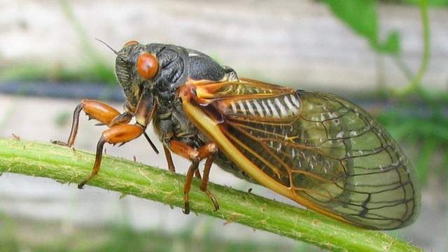 Several states warned: 17-year cicadas expected to emerge