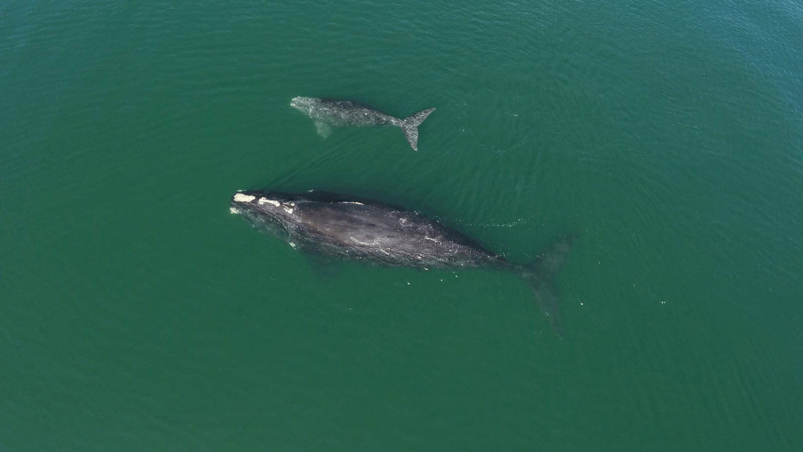 Lucky No. 13: Another right whale calf sighted this season