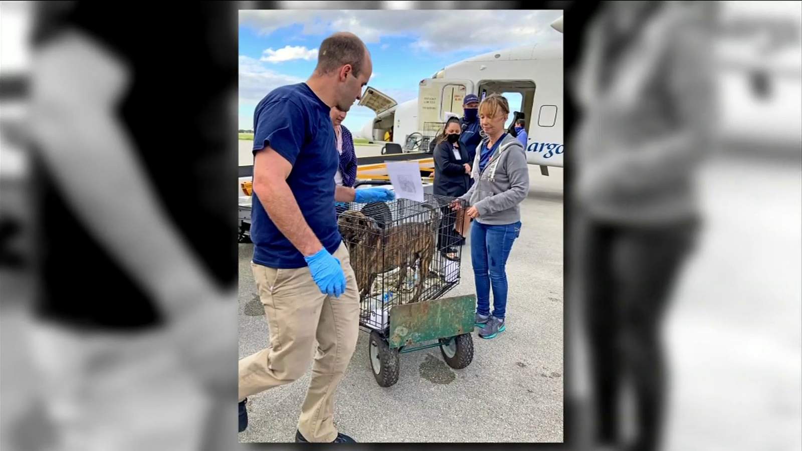 Nassau Humane welcomes 13 rescue dogs from Puerto Rico