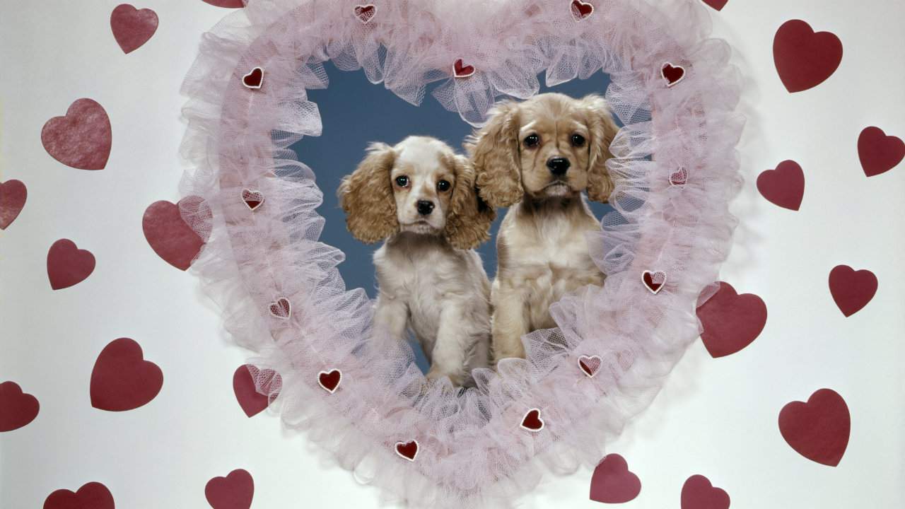 Barking out their love: Many plan to include their dogs in Valentine’s Day plans, survey says