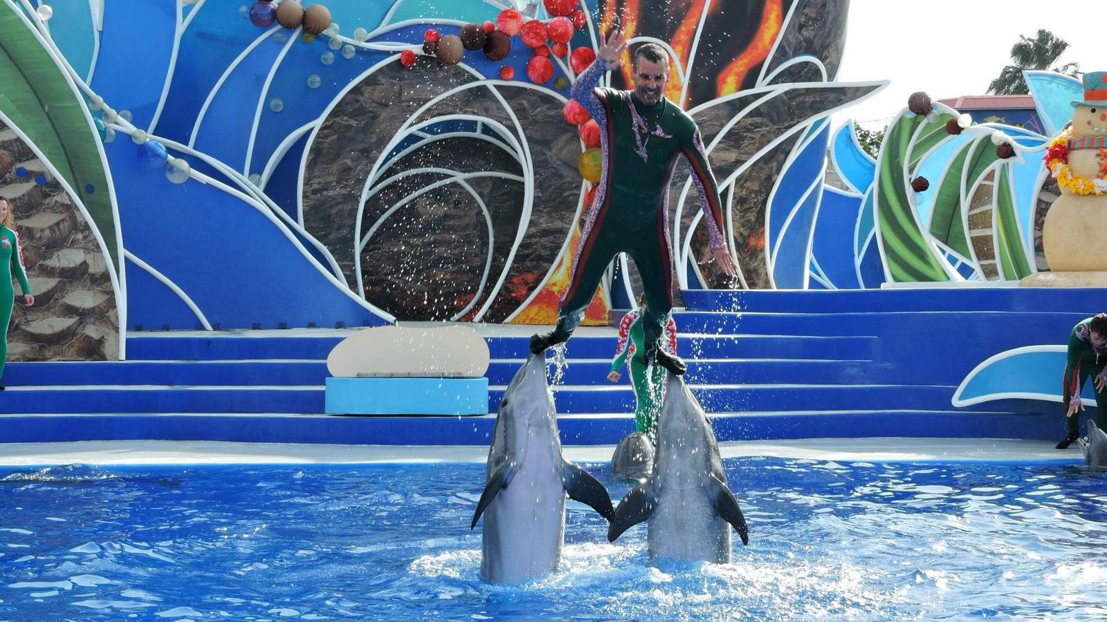 SeaWorld bans dolphin-riding from its shows