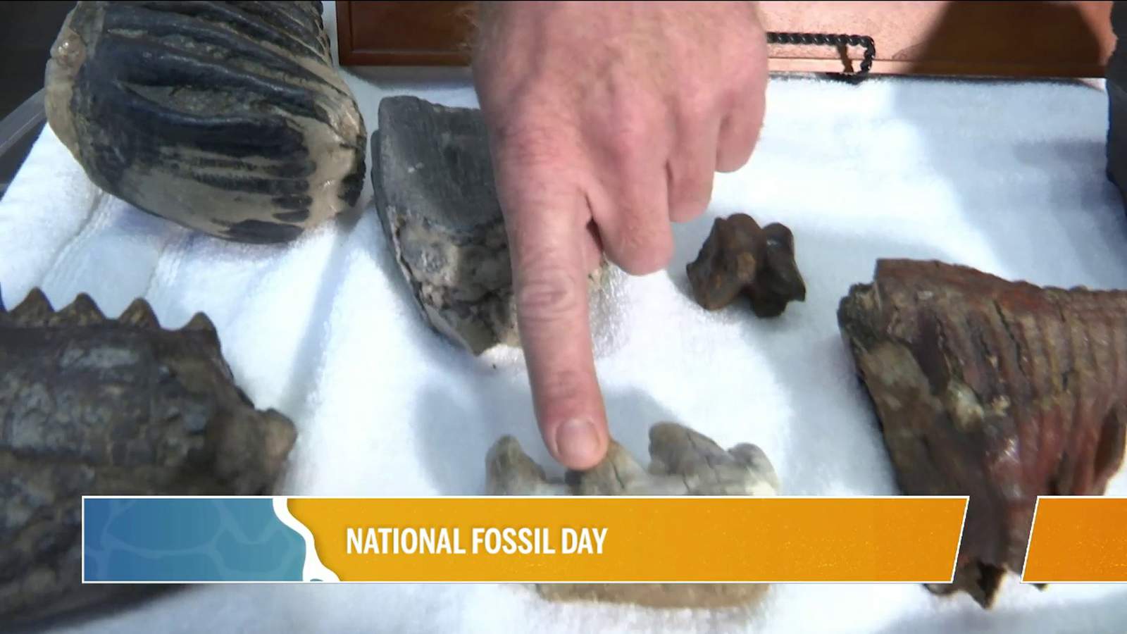 Happy National Fossil Day! | River City Live