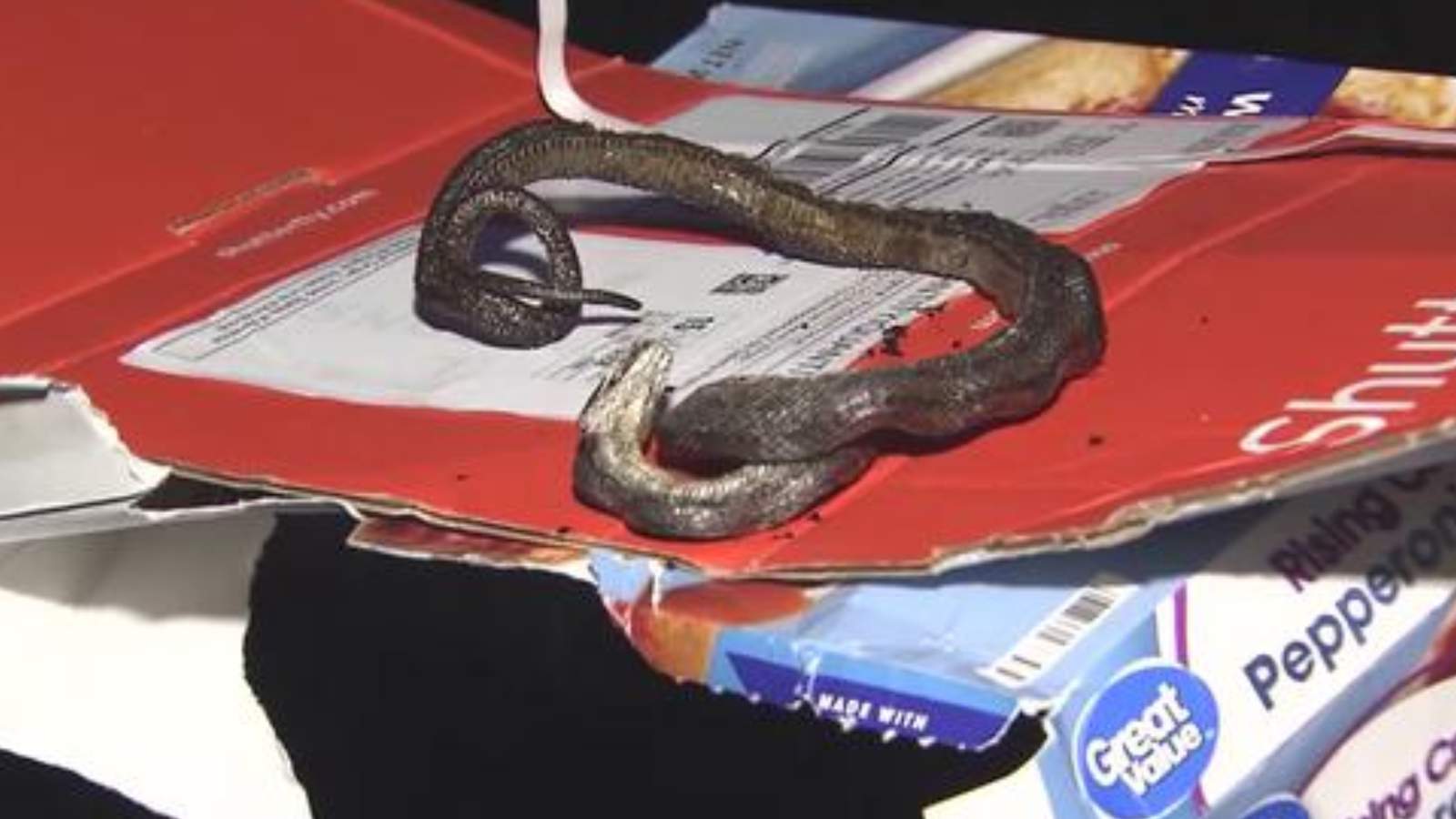 A family thought they were just baking a pizza. Then they found a snake inside their oven