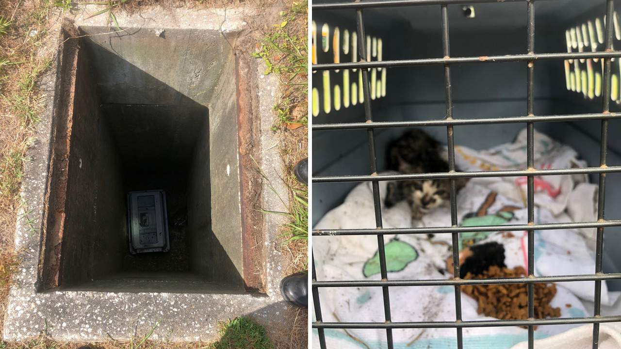 Kitten rescued from storm drain thanks to St. Johns County Fire Rescue