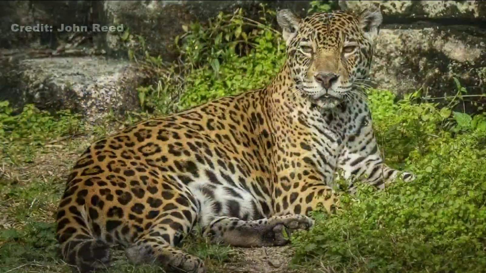 Female jaguar killed by male jaguar at Jacksonville Zoo